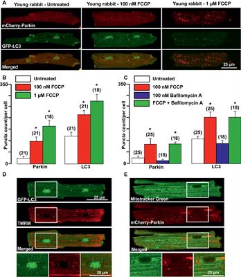 Mitochondrial Quality Control in Aging and Heart Failure: Influence of Ketone Bodies and Mitofusin-Stabilizing Peptides